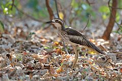 Bush Thick-knee